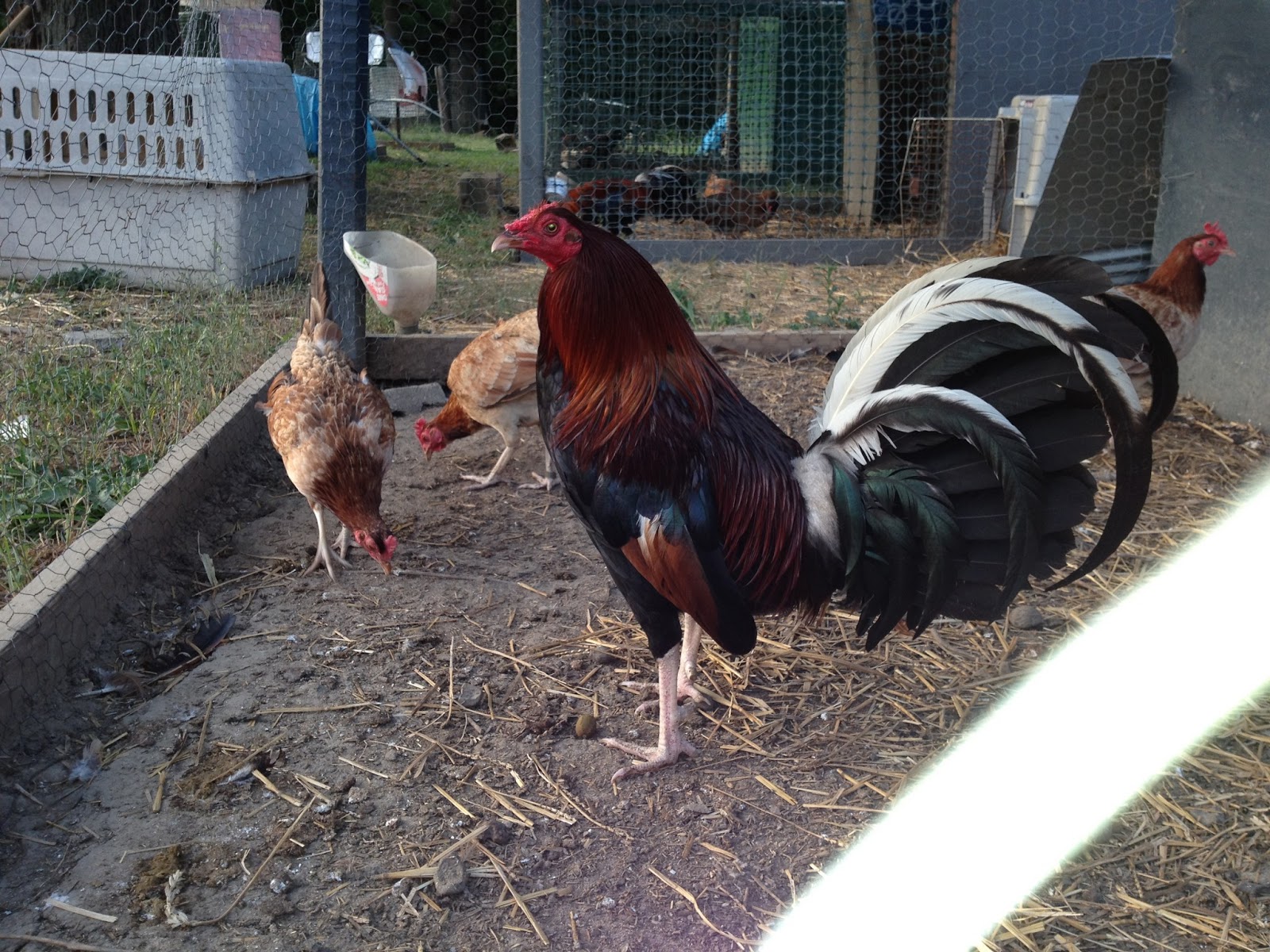 Gallos Y Galleros Los CLaret