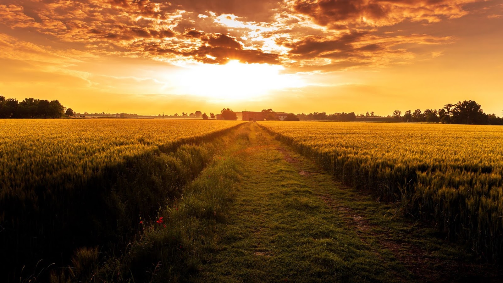 Amazing Wheat Field At Sunset Wallpaper
