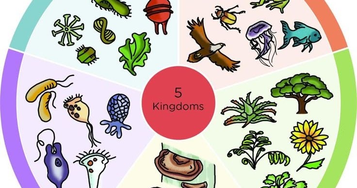 Maestro Eduardo: NS 4th LIVING THINGS. ANIMALS