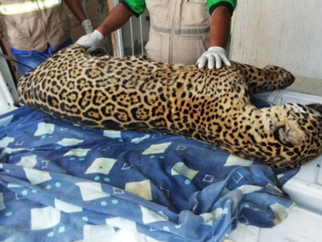 Localizan cadáver de jaguar cazado en Veracruz tras denuncias en redes sociales