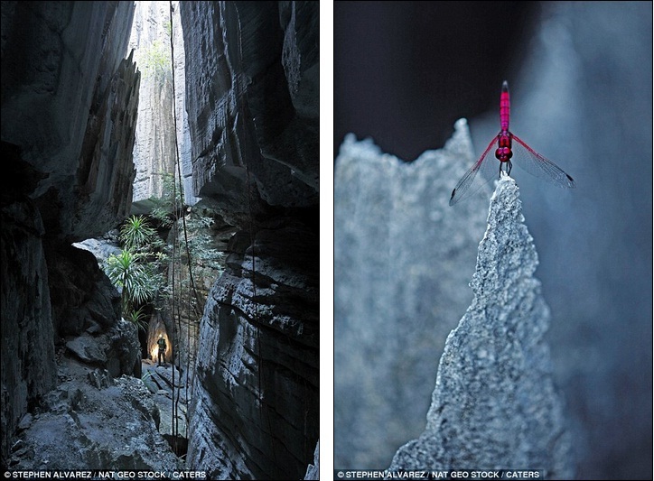 Life on the edge: Inside the world's largest STONE forest, where tropical  rain has eroded rocks into 300ft razor-sharp spikes