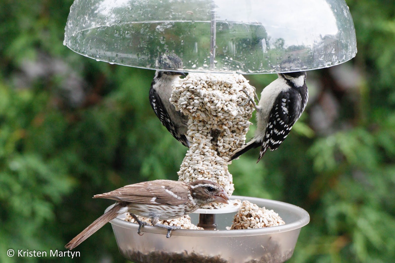 Bird Feeder Blues Why Birds Abandon Feeders Nature Notes Blog