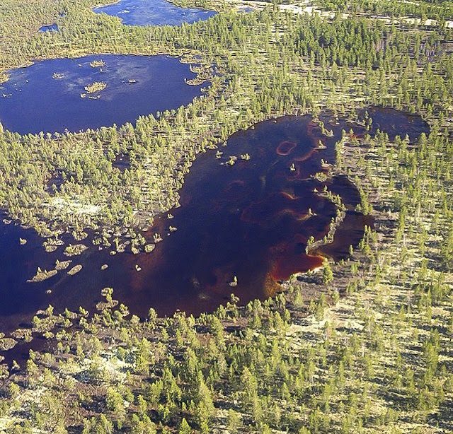 Lagos de baches y bosques de pinos dispersos