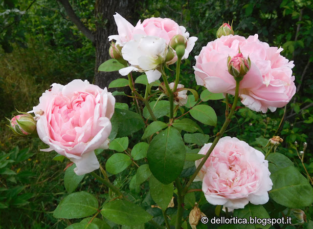 rosa eglantyne confetture petali per tisane orto erbe aromatiche ed officinali nel giardino della fattoria didattica dell ortica a Savigno Valsamoggia Bologna in Appennino vicino Zocca