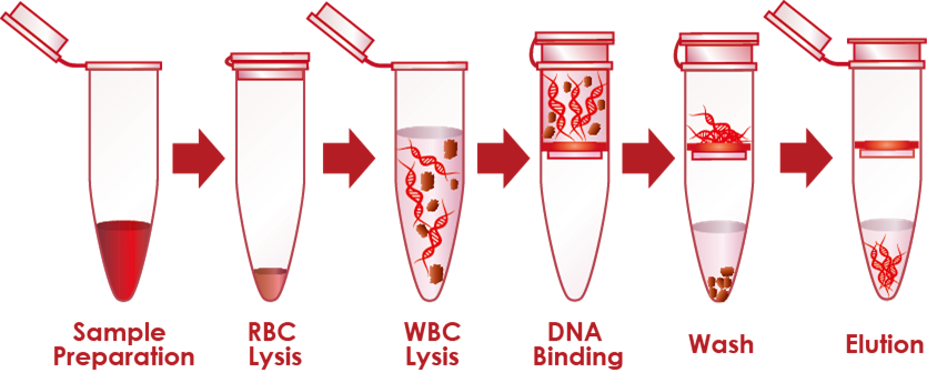 Процесс выделения днк. Выделение ДНК фенол хлороформной экстракции. Фенол-хлороформный метод выделения ДНК. Этапы выделения ДНК. Методы выделения ДНК из биологического материала.