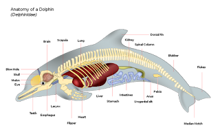 Yunusun anatomik yapısı