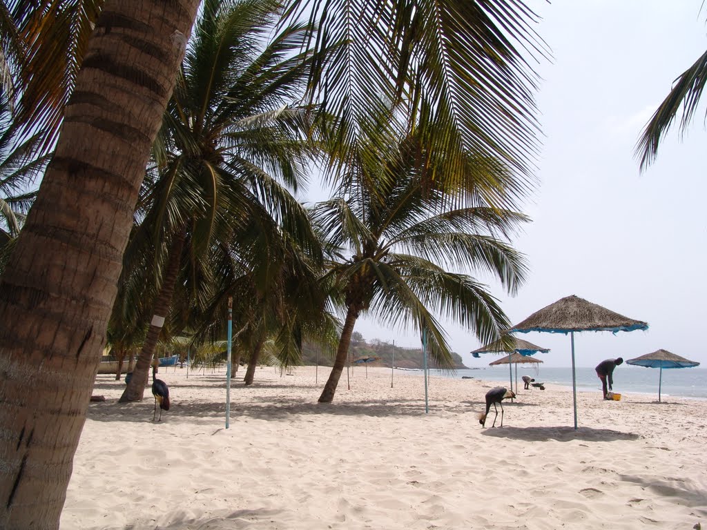 Végül Zöld háttér szerek hotel la voile d or dakar Korai belekeveredés