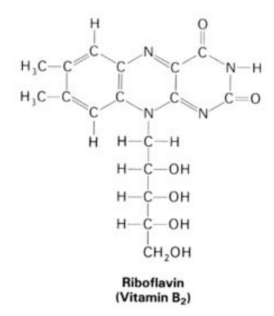 Macam-macam Vitamin yang Larut Dalam Air (Vitamin B Kompleks)