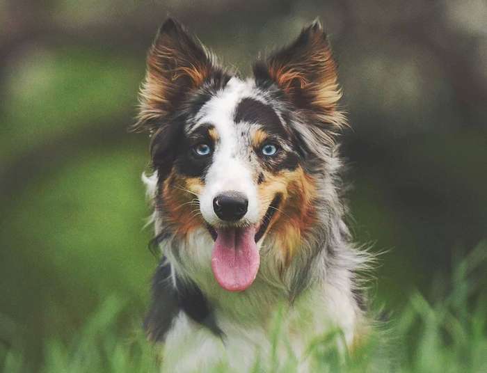 Border Collie The Smartest Dog in the World What Makes Them So