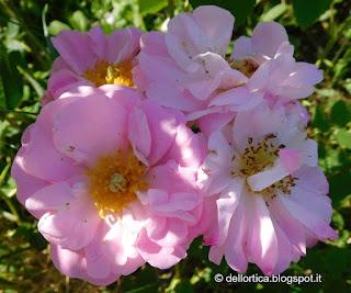 Rosa Celestial ibrido di Alba confetture cinorrodi e petali per tisane lavanda sali aromatici ghirlande centrotavola natalizi e floreali alla fattoria didattica dell ortica a Savigno Valsamoggia Bologna in Appennino vicino Zocca