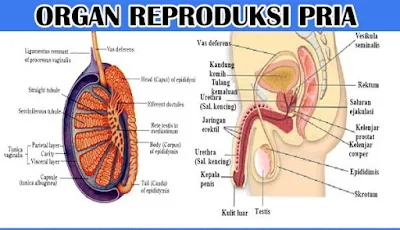 Alat atau Organ Reproduksi Pria - berbagaireviews.com