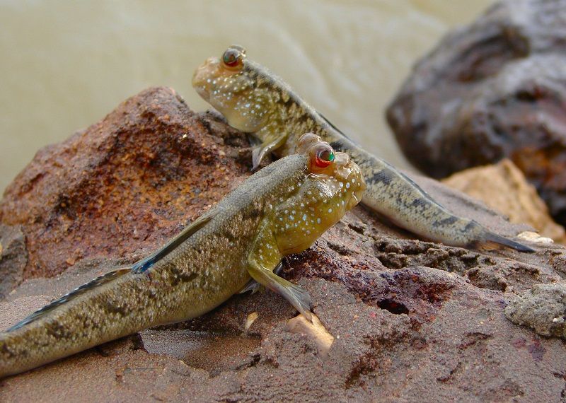 Gambar Ikan Hias Air Payau-Mudskipper (Barred Mudskipper)