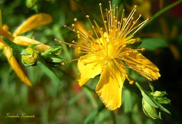 Fiore di San Giovanni