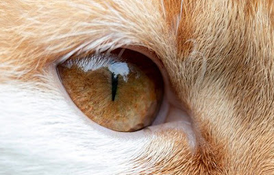 alt="ojo sano de un gato"