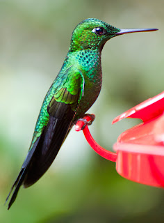 Lengua mecanica del colibri