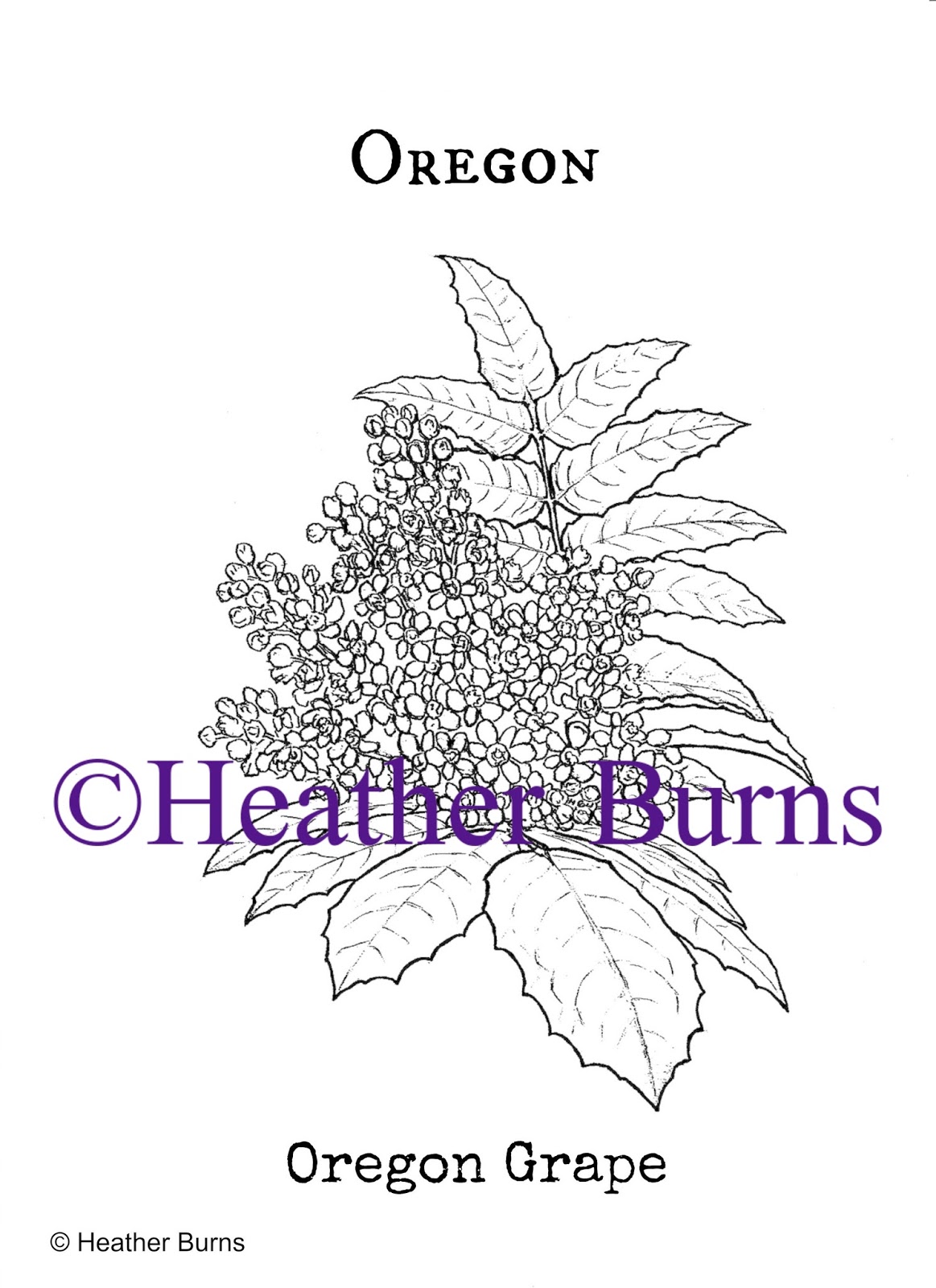 State Flower Coloring Book Oregon Grape Coloring Page