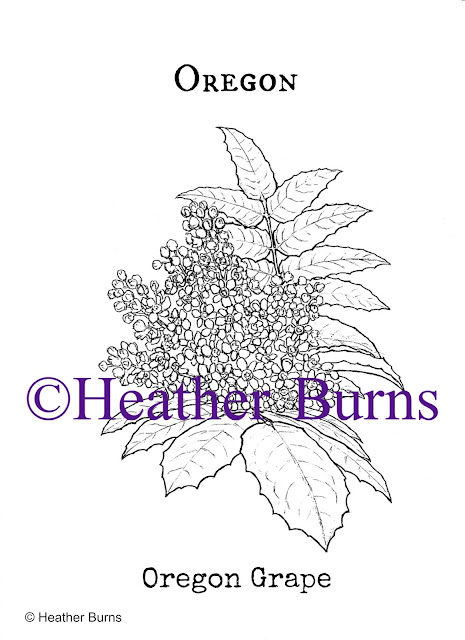 State Flower Coloring Book: Oregon Grape Coloring Page