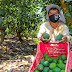 Pequeñas unidades productivas de palta registraron el 88% del total de lugares de producción certificados
