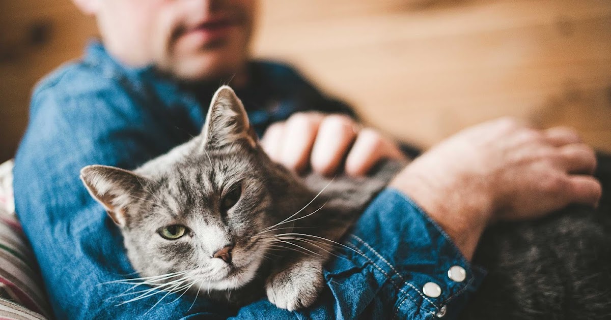 Vet Tips Is your cat around guests?