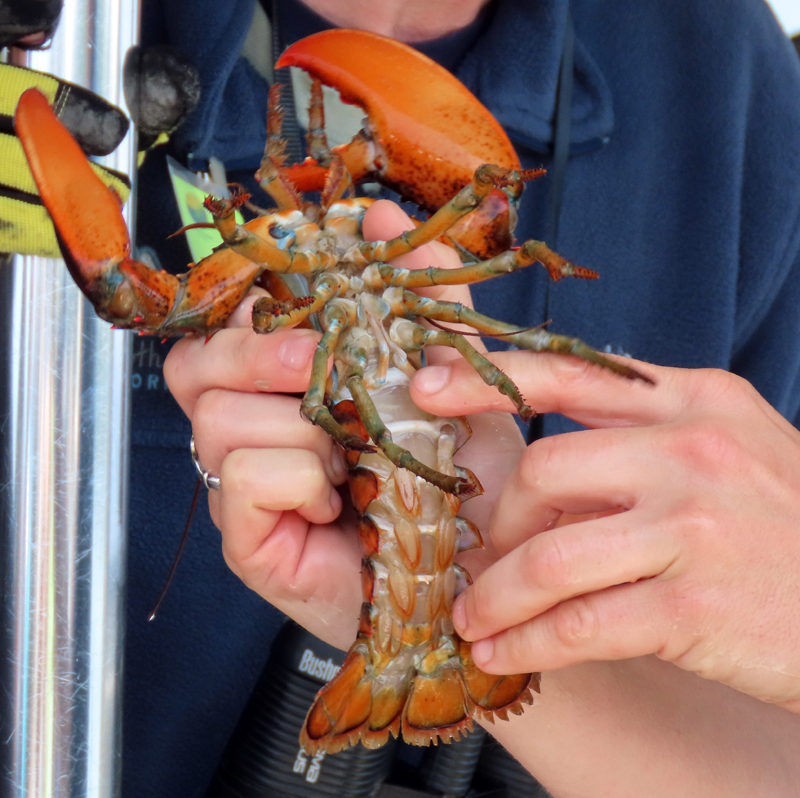 Life, Birding, Photos and Everything