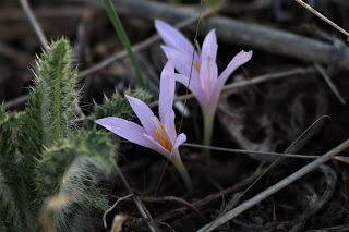Letters from Israel: Always know your hyenas from your jackals