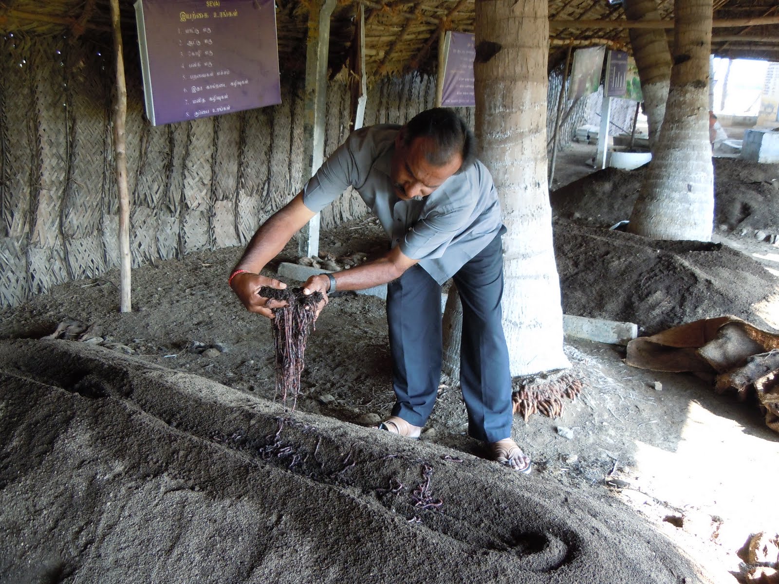 Viluthugal News: Earthworms- Friends of Farmers.