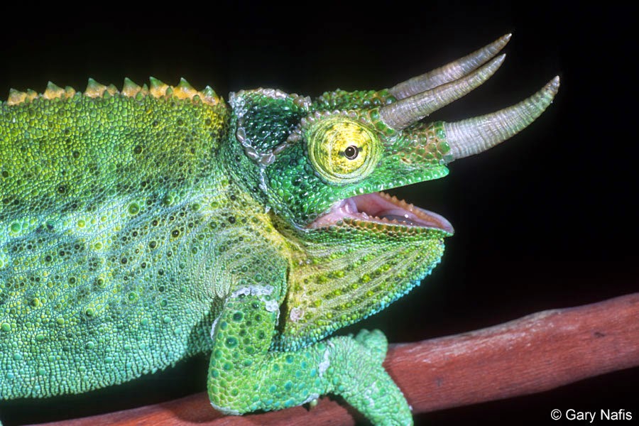 Top 10 Weirdest Lizards - Reptiles On The Planet - Top 10 ...