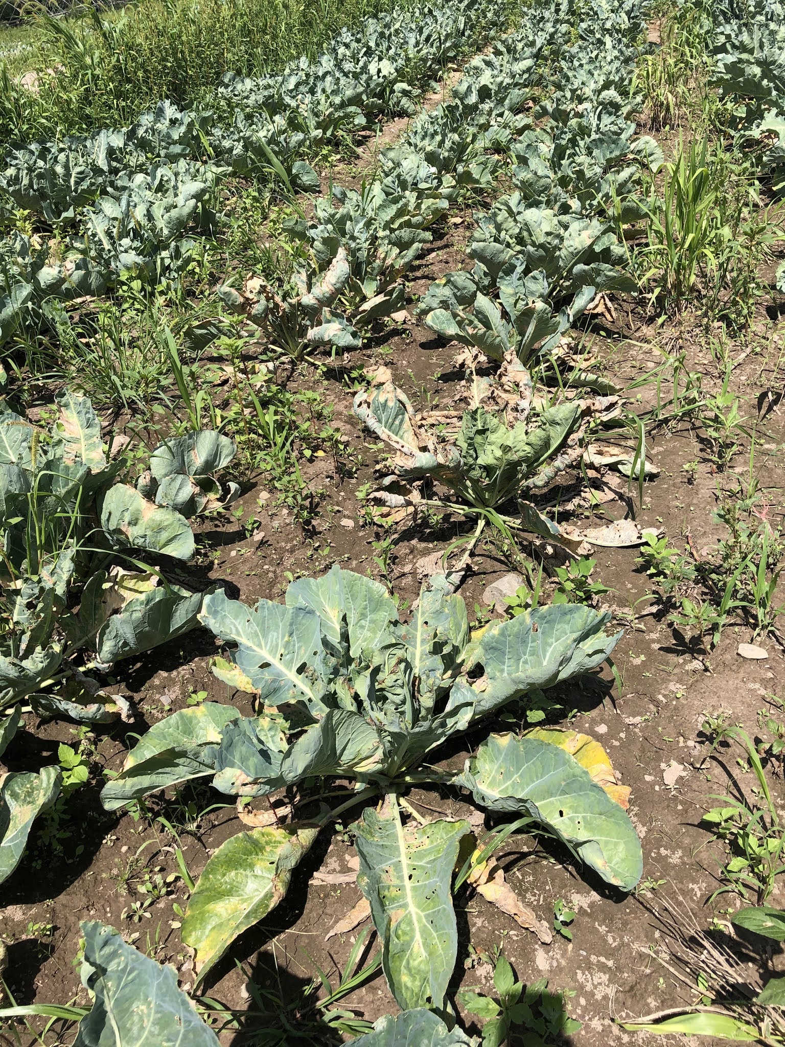 Managing fall Brassica diseases Alternaria leaf spot and Black rot