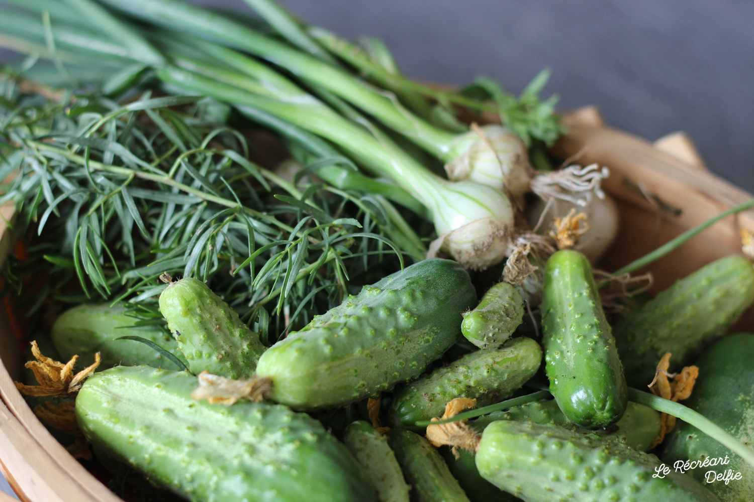 Conserves de Cornichons au vinaigre fait maison Le Récréart Delfie