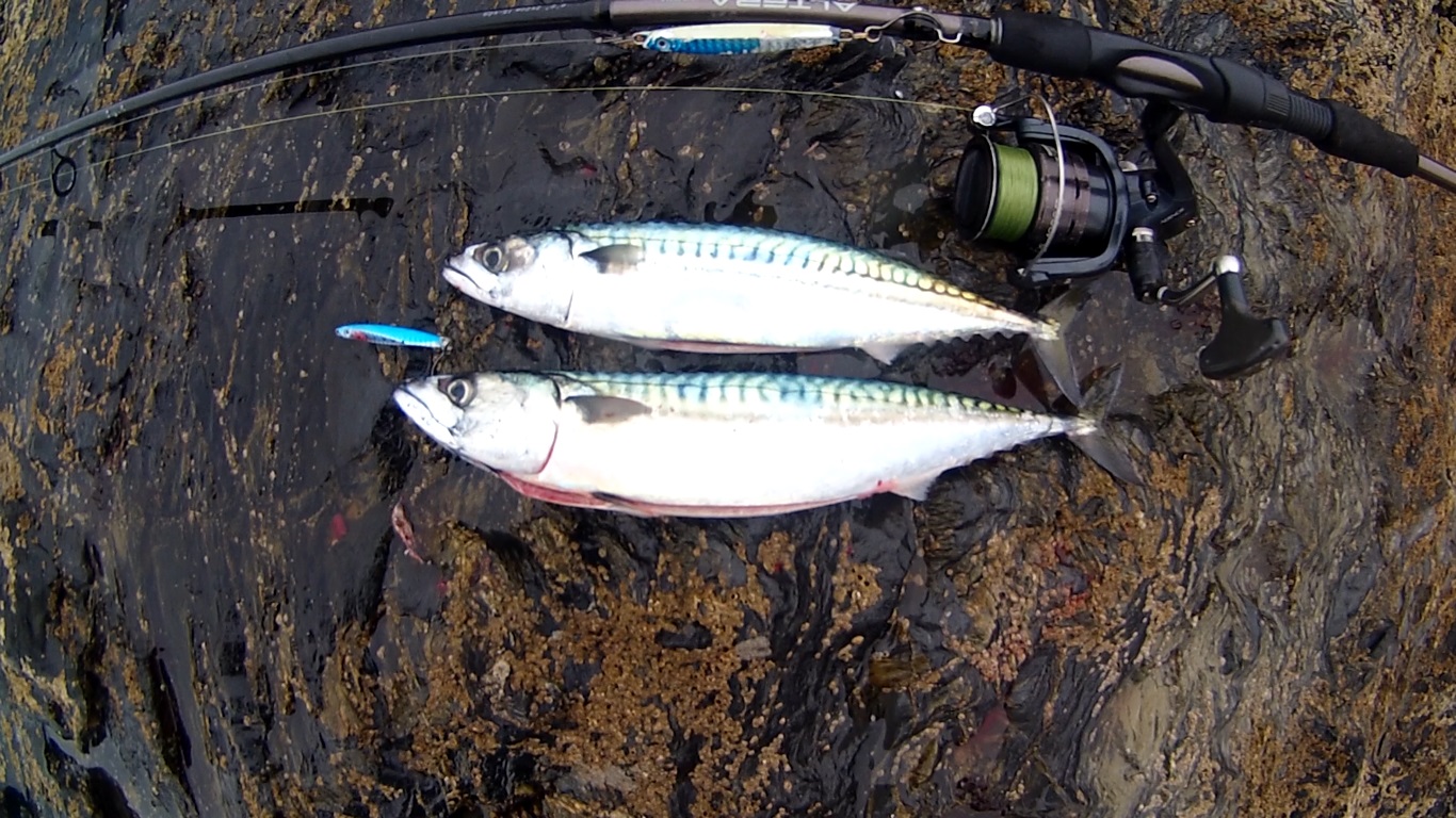 Cornish Shore and Kayak Fisherman: Shore Fishing - Jigging Jigs for  Mackerel - Sink and Draw - Beginners Guide