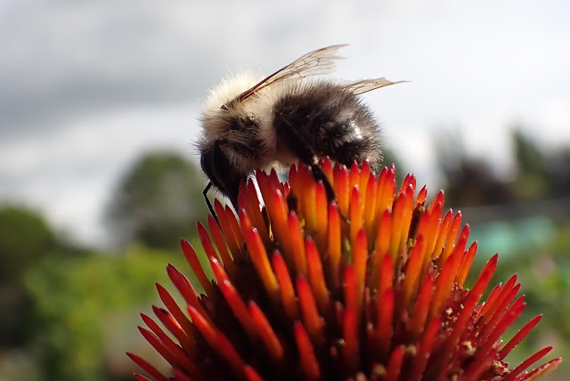 Common carder bee