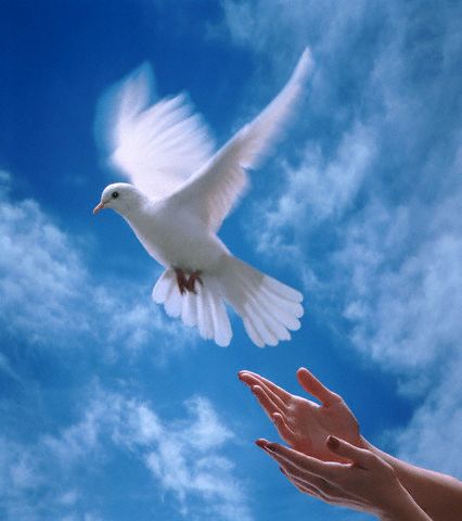 صور عن السلام-أجمل الصور المعبرة عن السلام وأروعها | معلومة في صورة صور عن السلام-أجمل الصور المعبرة عن السلام وأروعها | معلومة في صورة