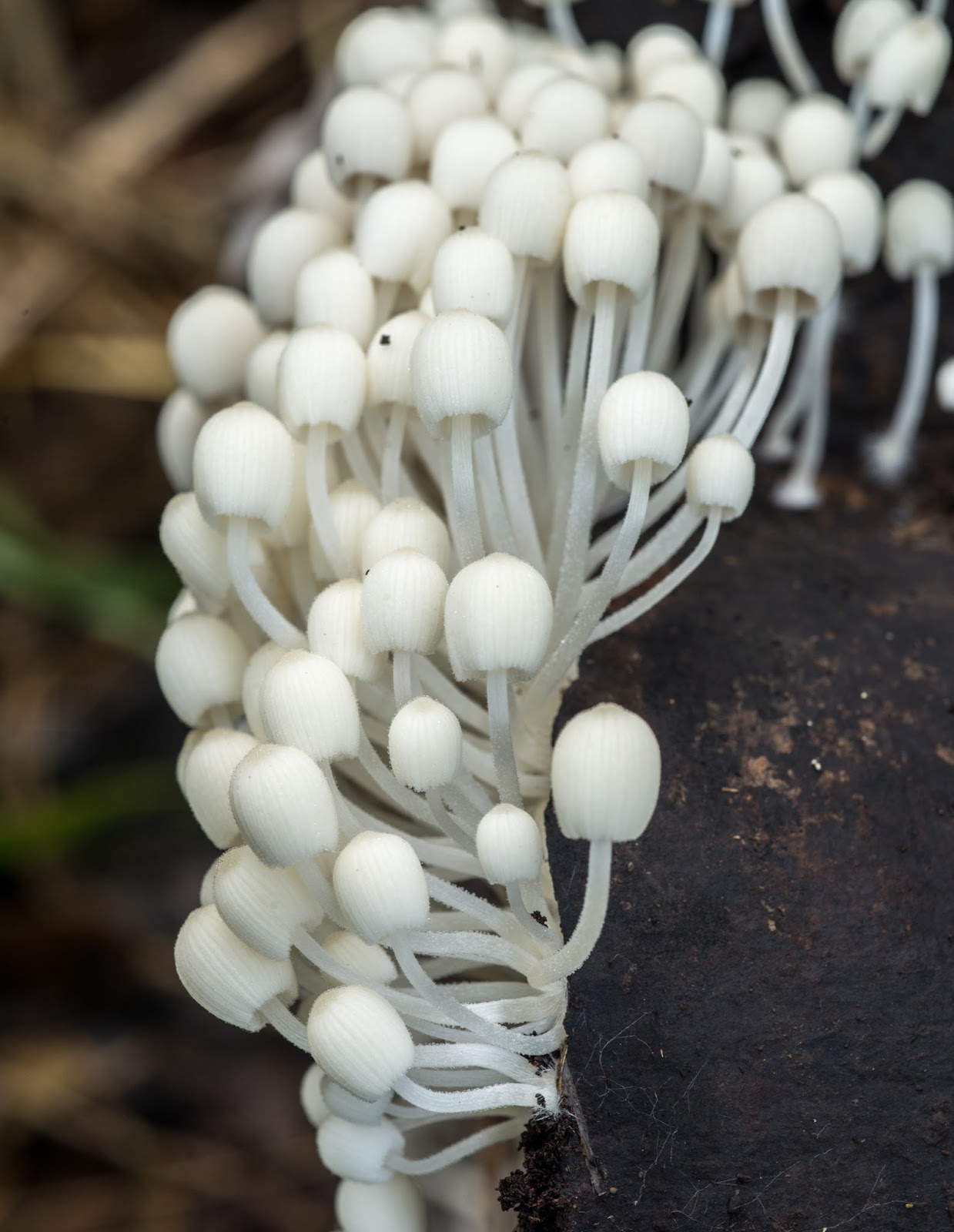 The 3 Foragers Foraging for Wild, Natural, Organic Food Wild