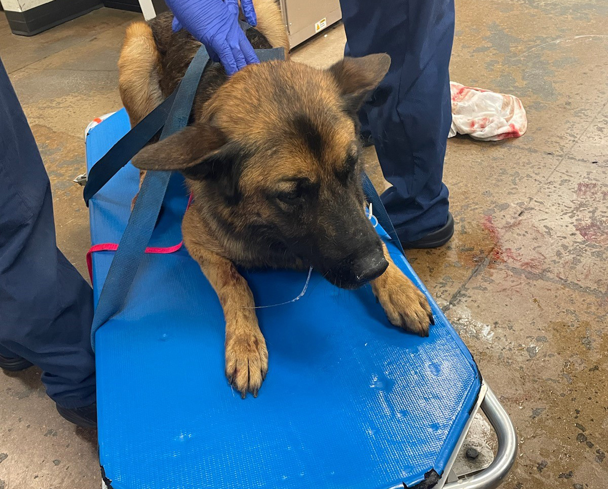 are police dogs spayed and neutered