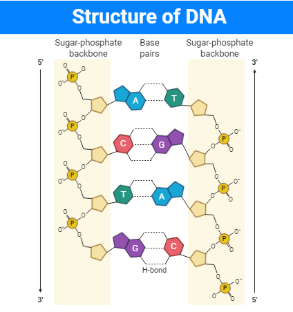 what is the structure of DNA