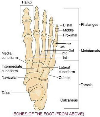 Dippycatcrochet: Anatomical foot skeleton