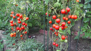 Tomato Plant Tomato Plant
