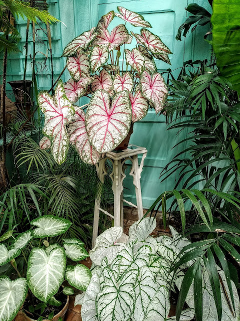 Caladium - le genre, espèces, hybrides et cultivars IMG_20190729_162011