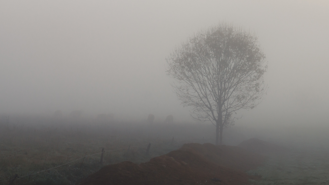 Туман в долине Туман в долине