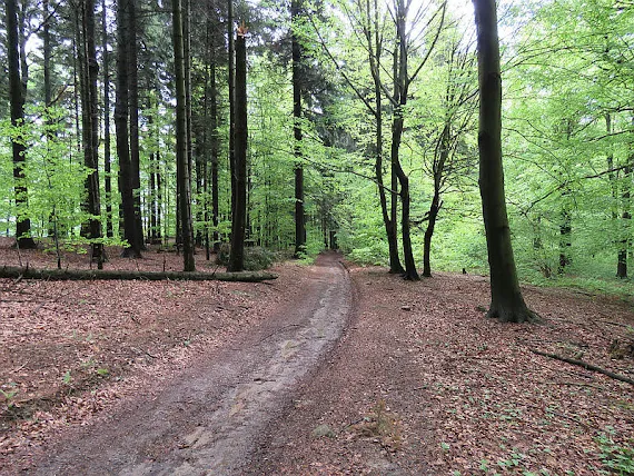 Las Pasmo Herbów