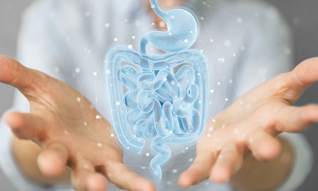 ¿Sabes cómo funciona tu sistema digestivo y por qué debes de cuidarlo?