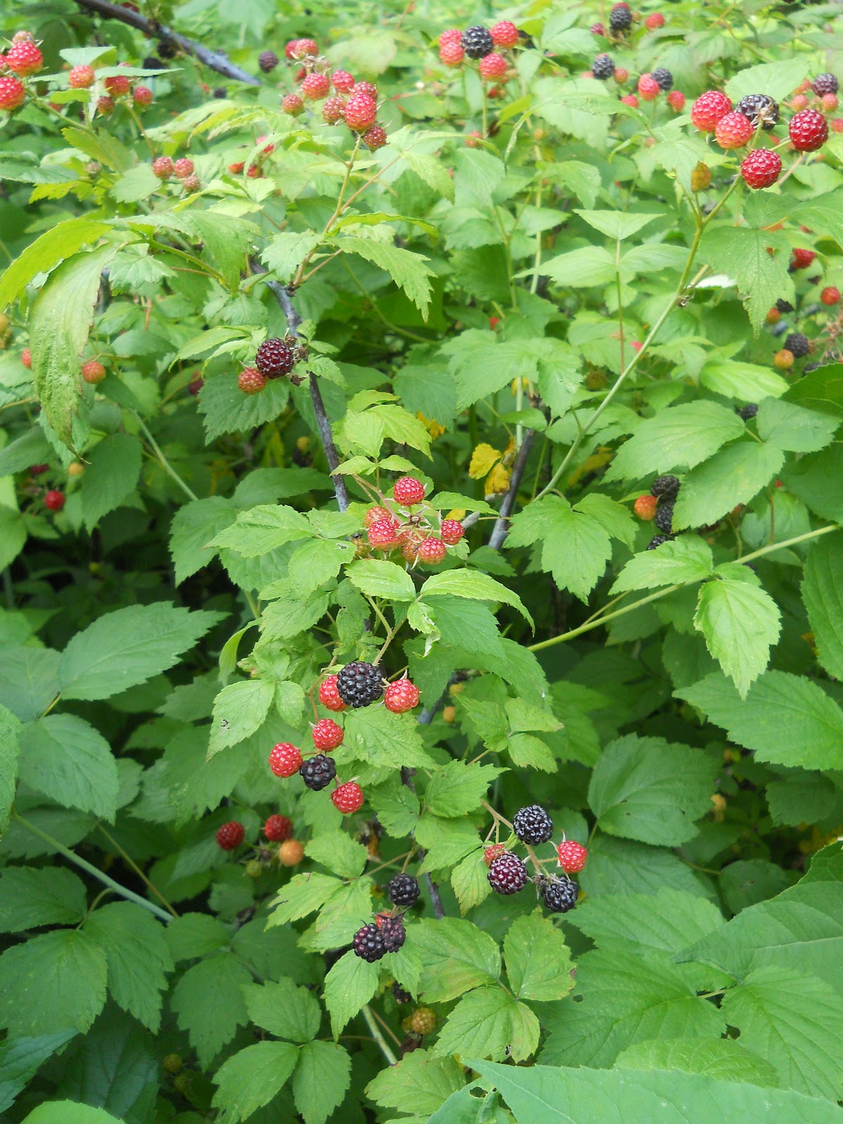 Sue's in the Garden Growing the Groceries Black Raspberries Looks