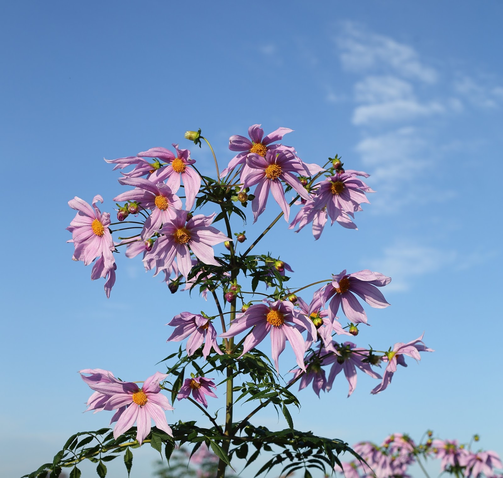 Wild bird and Flower around Tokyo Emperor dahlia