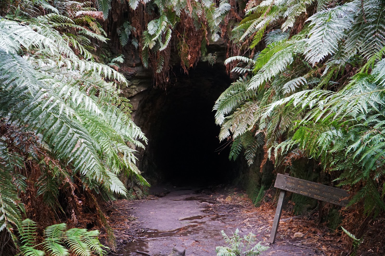 Glow Worm Tunnel Walk Track (Wollemi National Park) The Long Way's Better