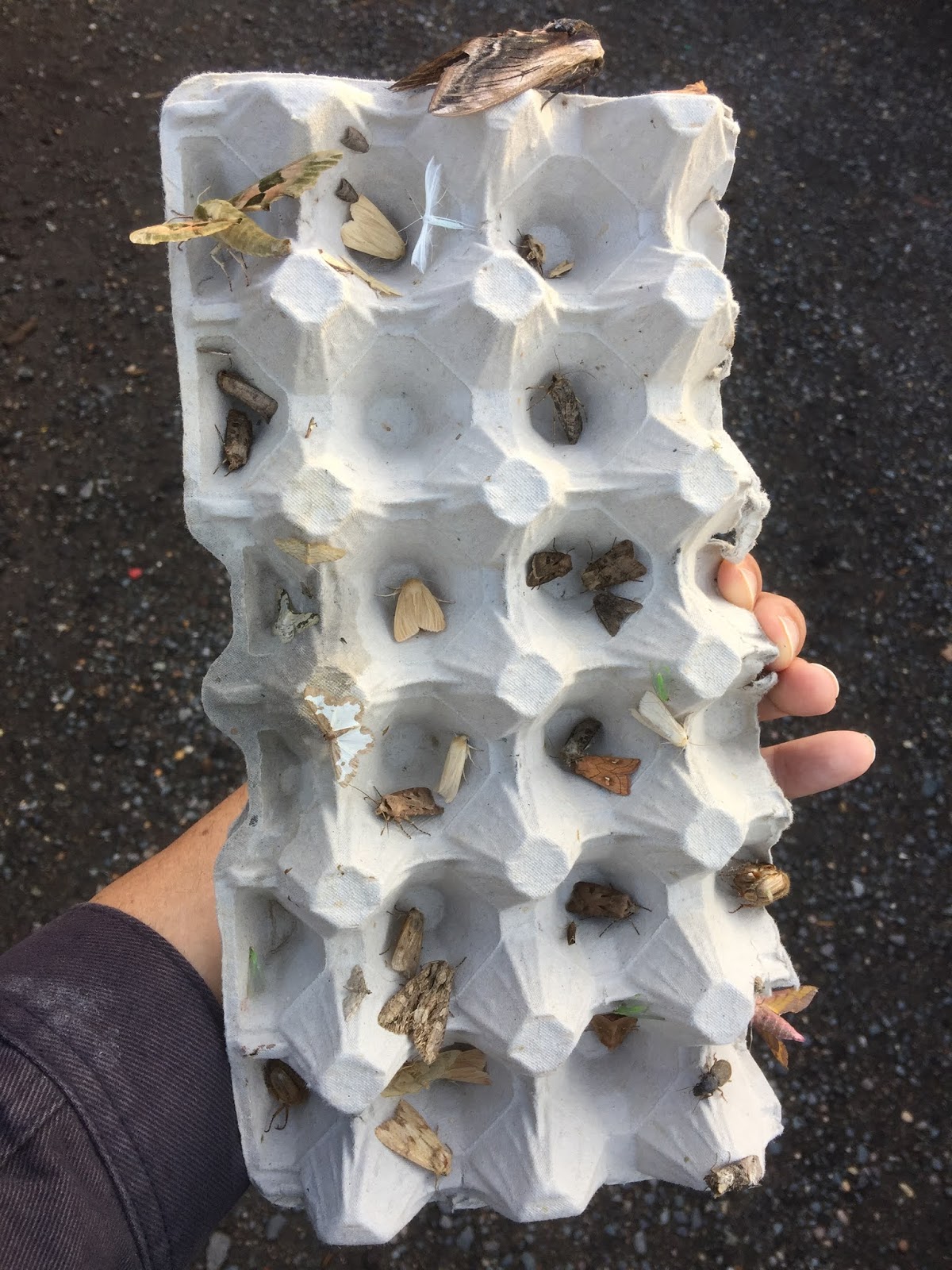 NonStop Birding Moth trap at Little Oak HQ