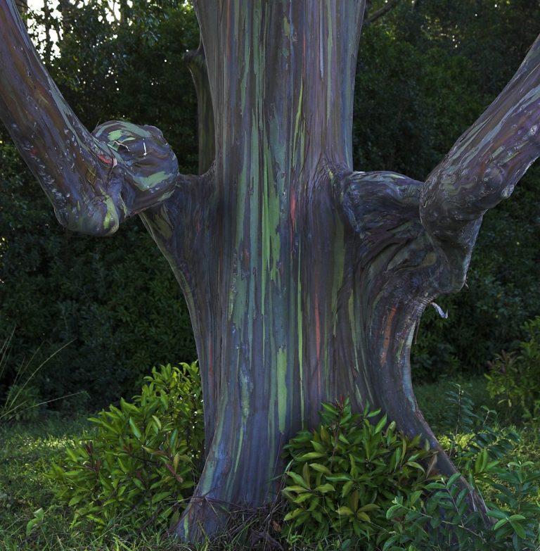 Rainbow Eucalyptus Is One Of The Most Beautiful Trees in the World
