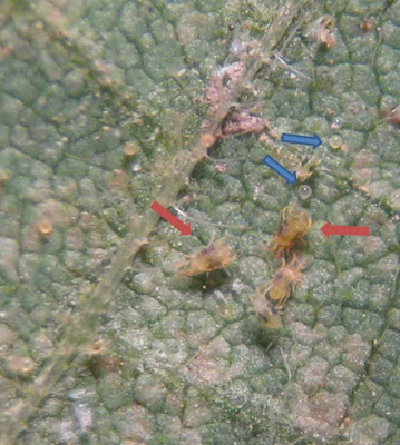 Underside of a soybean leaf with both two-spotted spider mite adults and eggs.