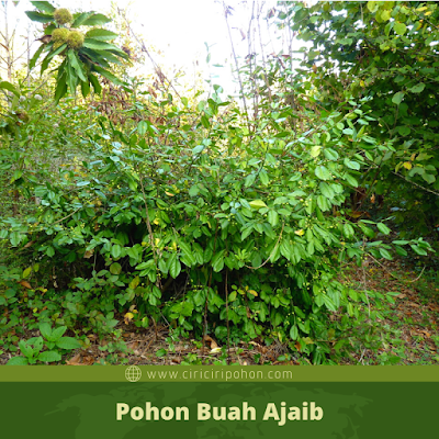 Pohon Buah Ajaib