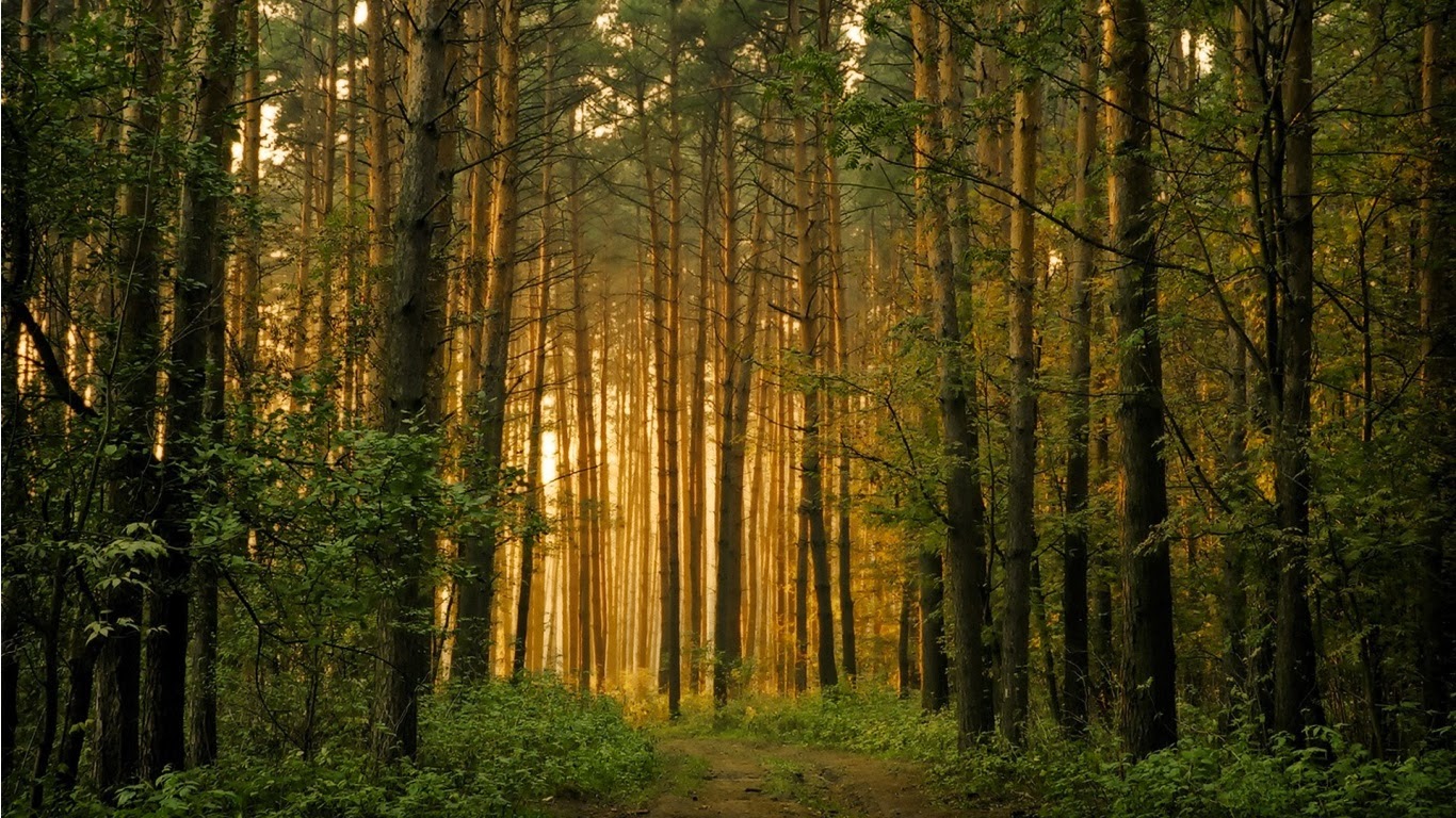 The forest 1080p The forest 1080p