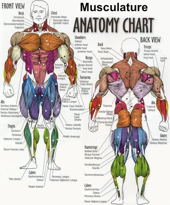 Human Body Schematic Diagram